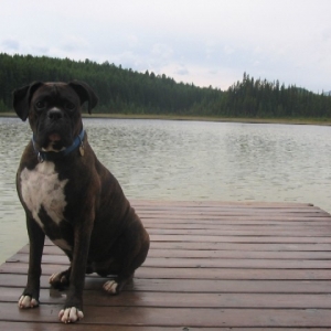 Odin