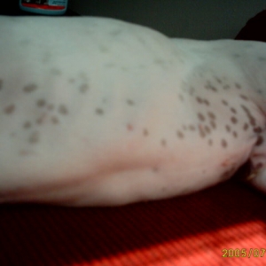spotty_belly
