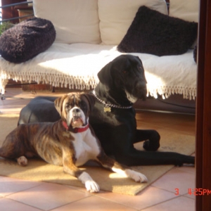 Arfur and Marlowe the Dane