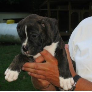 Luka - 9 weeks