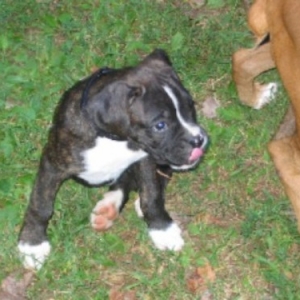 Luka - 9 weeks.