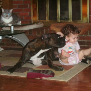 boxer is the best babysitter
