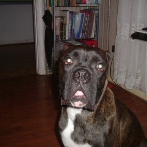 Bart is 11 months old.