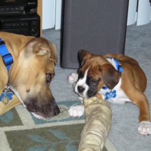 Bros
