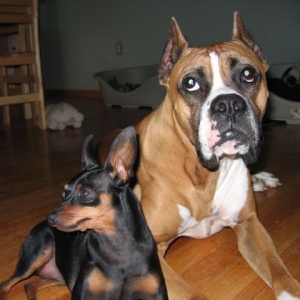 Simba and Sage
