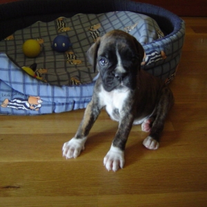 Vilma