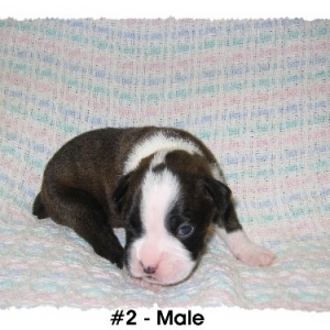 Rowdy Skeeter newborn