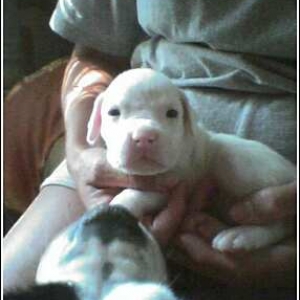 White Puppy