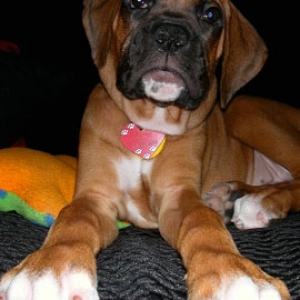 Giant paws!