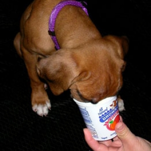 Yogurt!