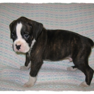 Rowdy at 4 weeks