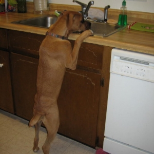Abbie washing dishes!