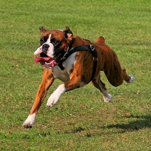 High speed Henri