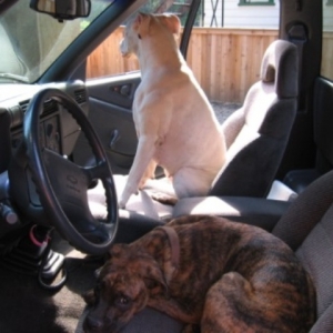 Punk and Casey driving
