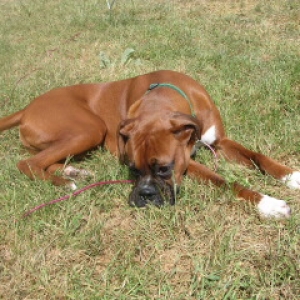 A rough life he has...