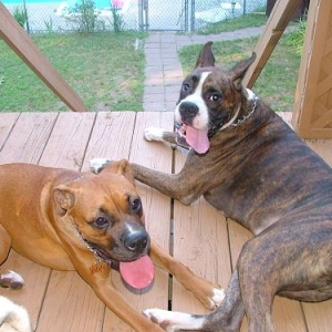 Mia & Ozzy just hangin' out