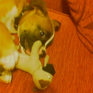 boxer with a boxer in mouth!