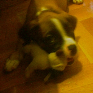 boxer with a boxer in mouth!