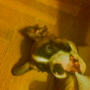 little devil playing