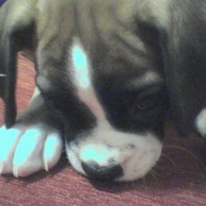 smelling the couch!