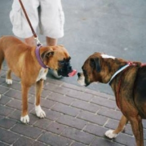 Boxer greeting