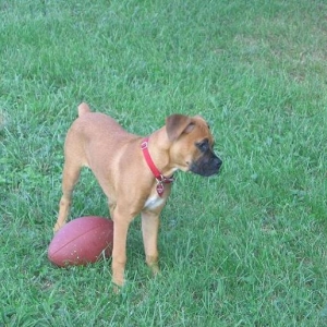 FOOTBALL SEASON