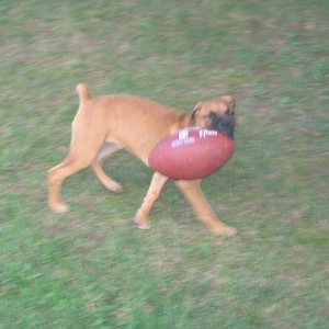 Running Bark Madi