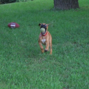 Mad Dog Madi