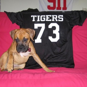 Tiger football