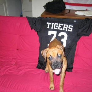 Tiger Fan