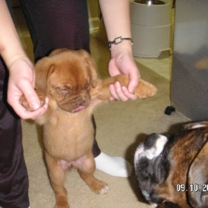 Checking out the new pup...