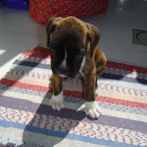 vilma