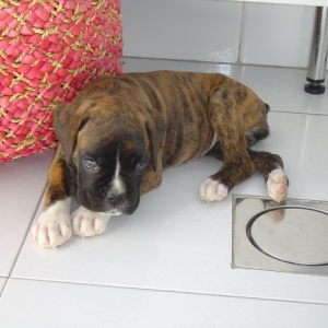 vilma