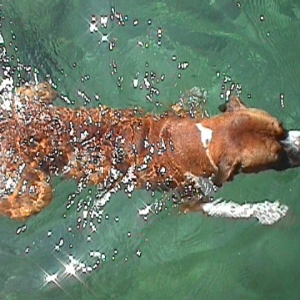 Asac swiming (Port de la Selva 2000)