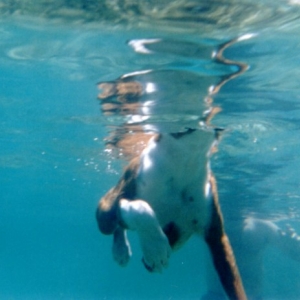 Asac...a fish view of Asac
