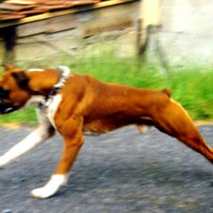Asac. Do you remember Rocky Balboa running?