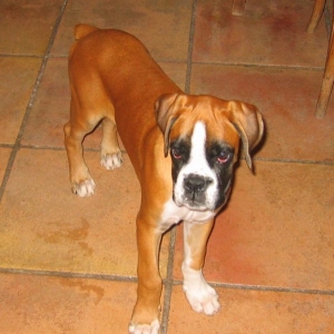 Dick. 3 month old (September 2005)