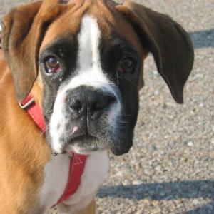 Dick. What's hap? (13 kg. 3 month September 2005)