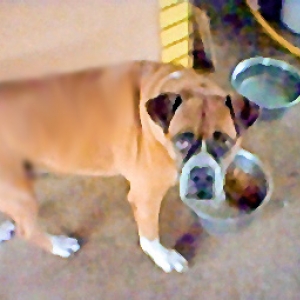 Taz having dinner