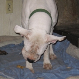 Ears!