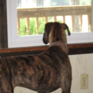 Squirrel...where?
