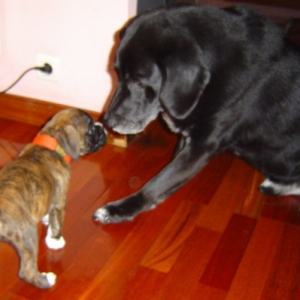 vilma making friends
