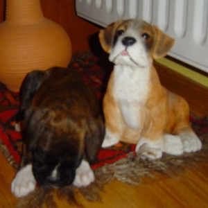 vilma and the boxer