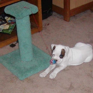 Cat toys are fun too!!!