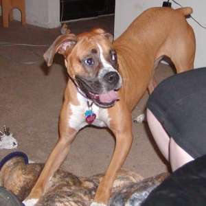 Roxy wanting to play!
