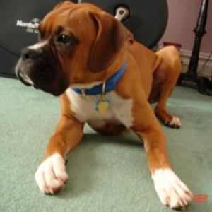 Red Dog