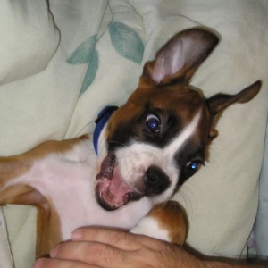 Silly Boy