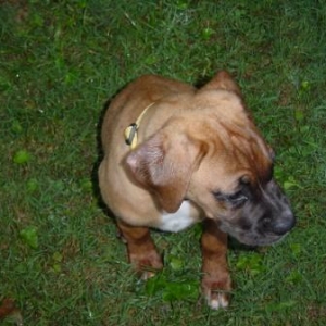 Sophie checking out the new backyard.