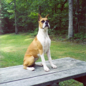 Dixie Chopper