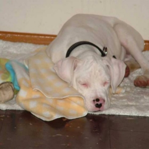 togo 3 months old sleeping